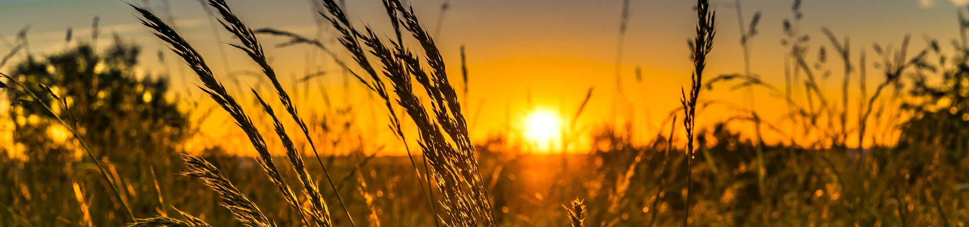 wheat in sunset